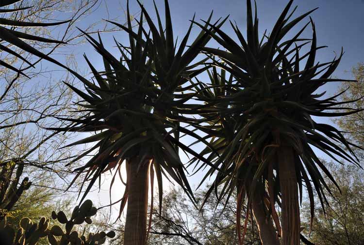 yucca trees